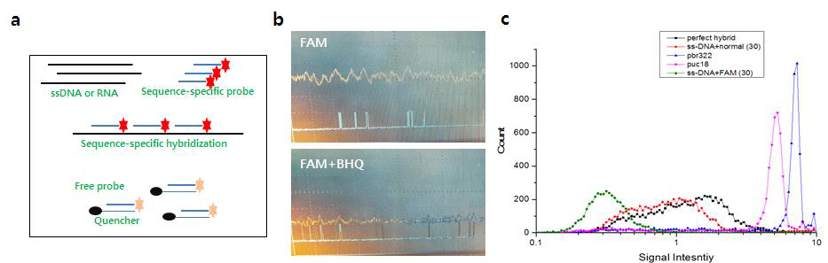 Flow cytometric counting of DNA molecules using sequence-specific fluorescent probes.