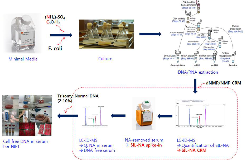 Scheme for use of stable isotope-labeled nucleic acids as internal standards for quantification of nucleic acids in complex matrix.