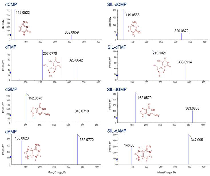 Comparison of MS-MS profiles of normal dNMPs and stable isotope-labeled (SIL) dNMPs released from SIL-genomic DNA of E. coli.