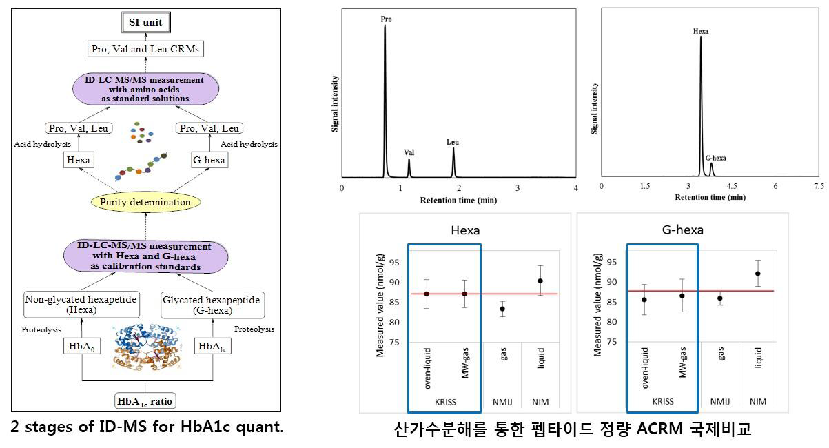 The scheme of 2 stages of ID-MS for HbA1c protein quantification in human blood (left), and total ion chromatograms of MRM scans for amino acid analysis and peptide analysis (right-upper).