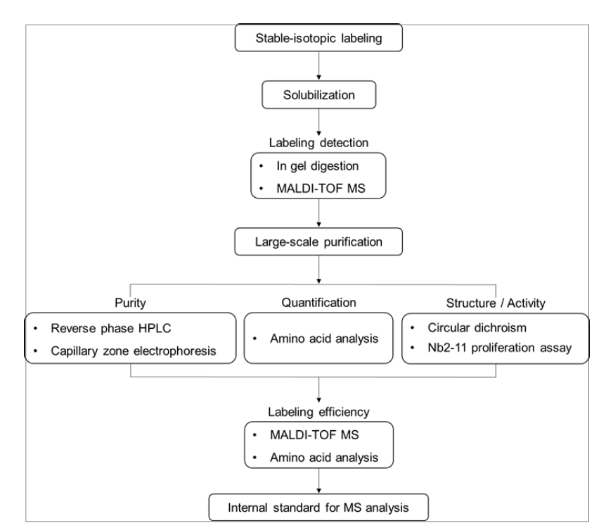 Strategy for production of stable isotope-labeled protein standards