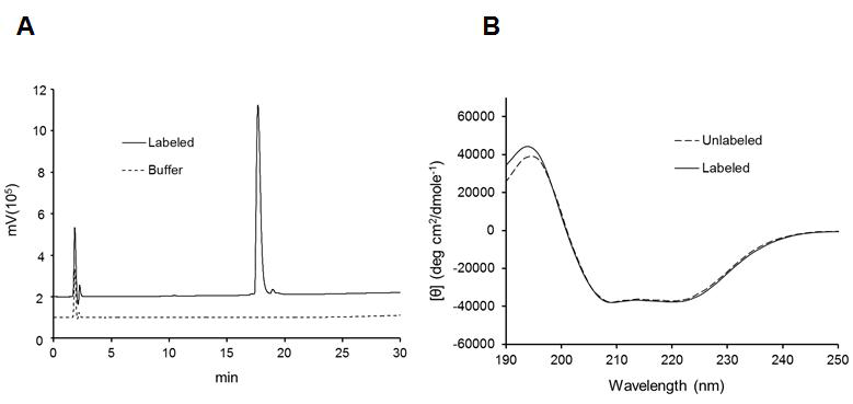 Analysis of stable isotope-labeled hGH