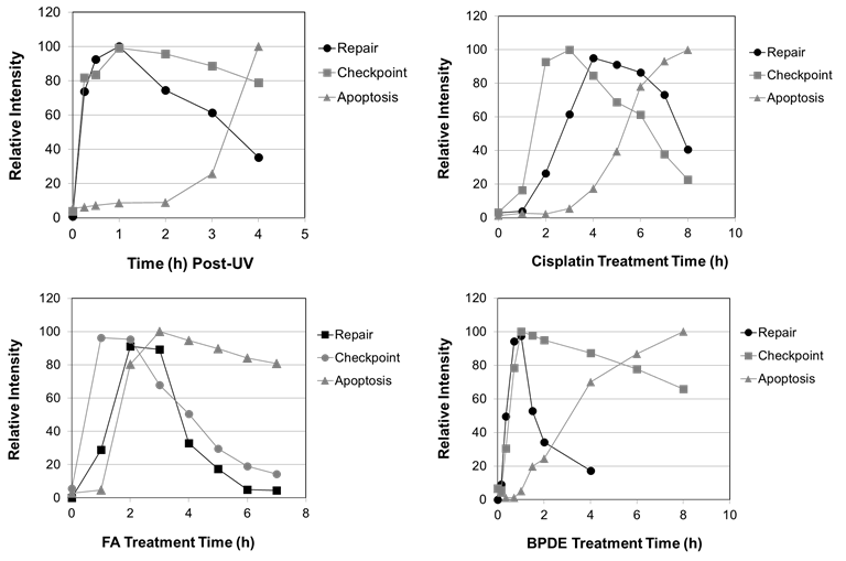 Measurement of cellular responses to various genotoxic stresses induced by environmental and occupational carcinogens.