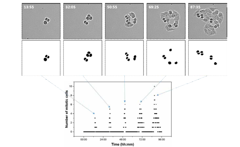 Time-course plot of mitotic MCF7 cells.