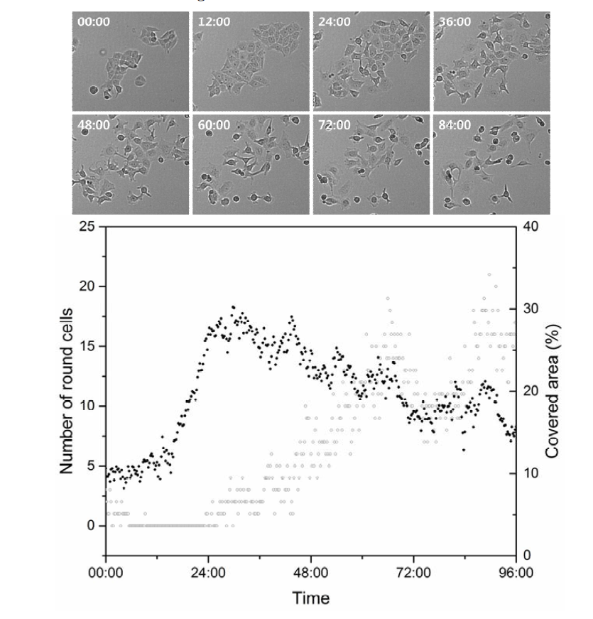 MCF7 cells treated with 100 nM of doxorubicin.