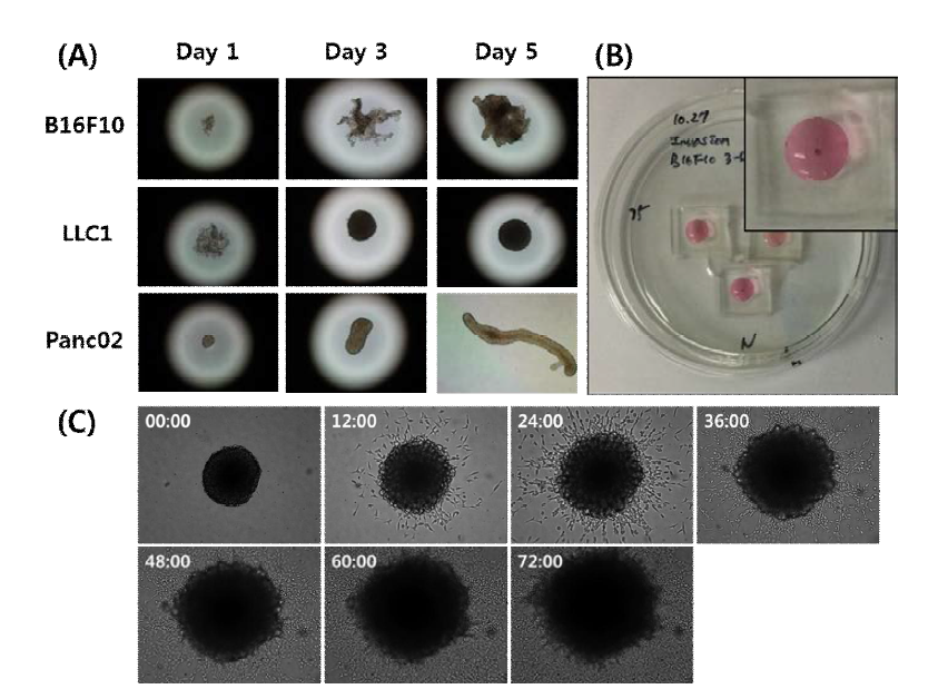 Three-dimensional growth of tumor cell lines and invasion assay (A) Each cell lines grow with different aggregation properties