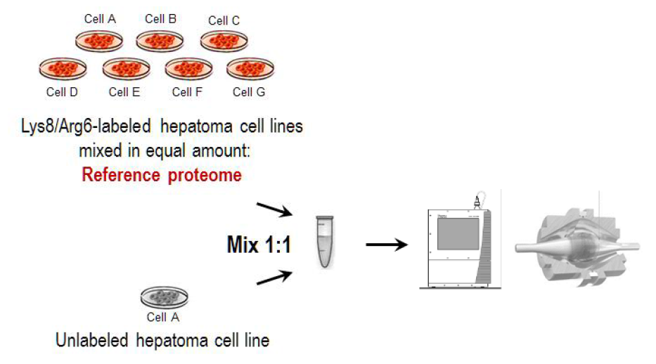 Reference proteome used for the quantitation of various hepatoma cell lines.