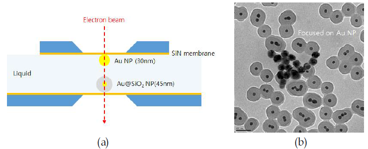 (a) 전자현미경 내 액상환경 구현의 개략도 (b) 실제 투과전자현미경 관찰 결과