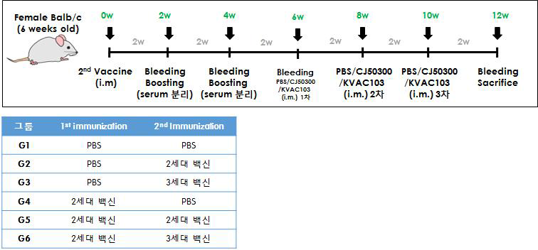 추가접종 모델을 통한 3세대백신 간섭효과 확인을 위한 실험 모식도