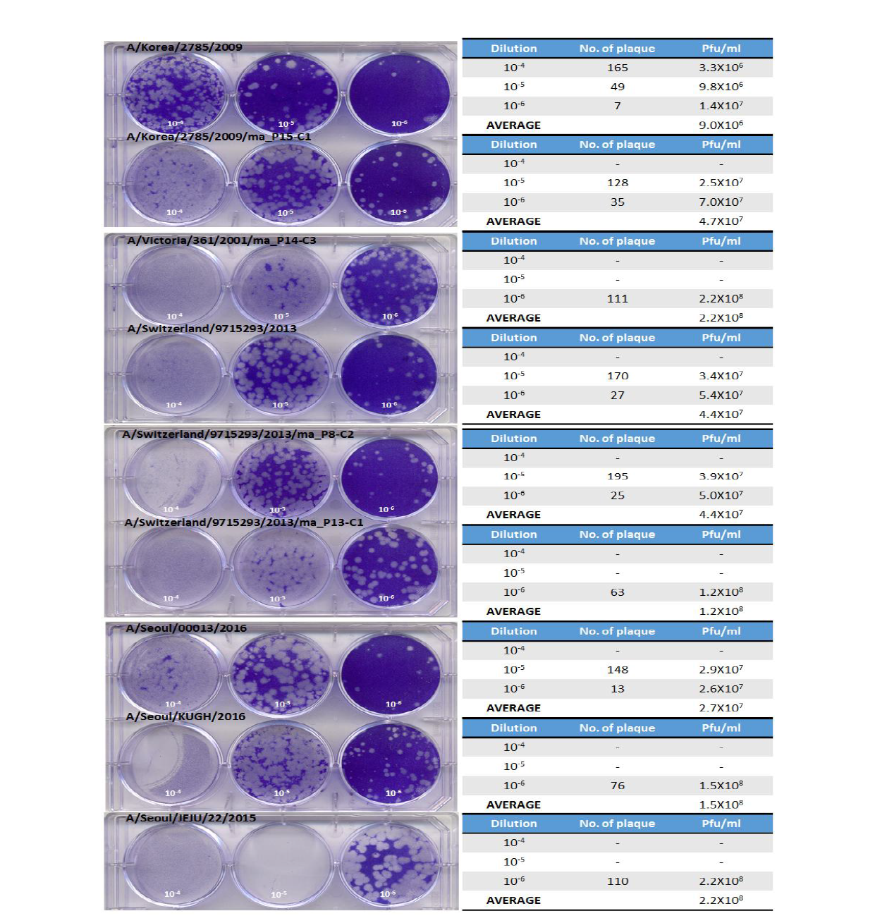 Plaque assay에 의한 바이러스 역가 측정 (72시간째)