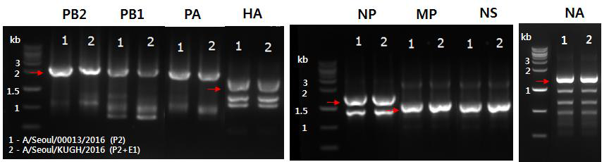 RT-PCR을 이용한 인플루엔자 바이러스 8종 유전정보 확보