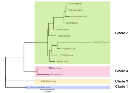 전장 유전체의 Phylogenetic tree