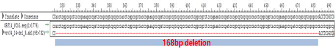 수두바이러스 VZV-34와 YC02의 ORF-14 repeat sequence