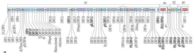 VZV genome structure