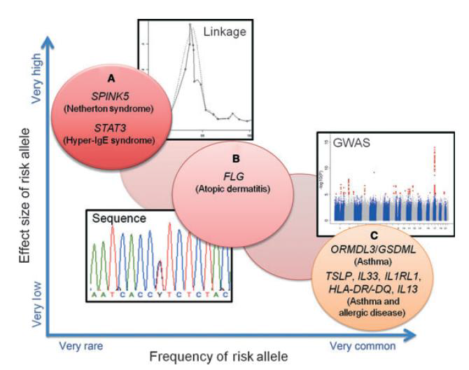 Genetic architecture of asthma and allergic disease