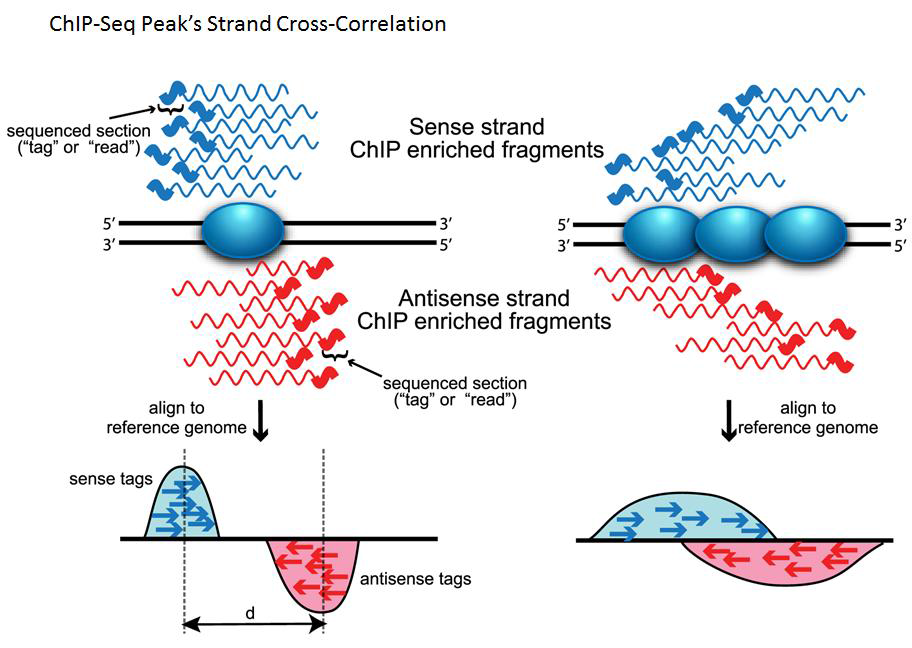 ChIP-Seq의 Peak Strand Cross Correlation 의 원리