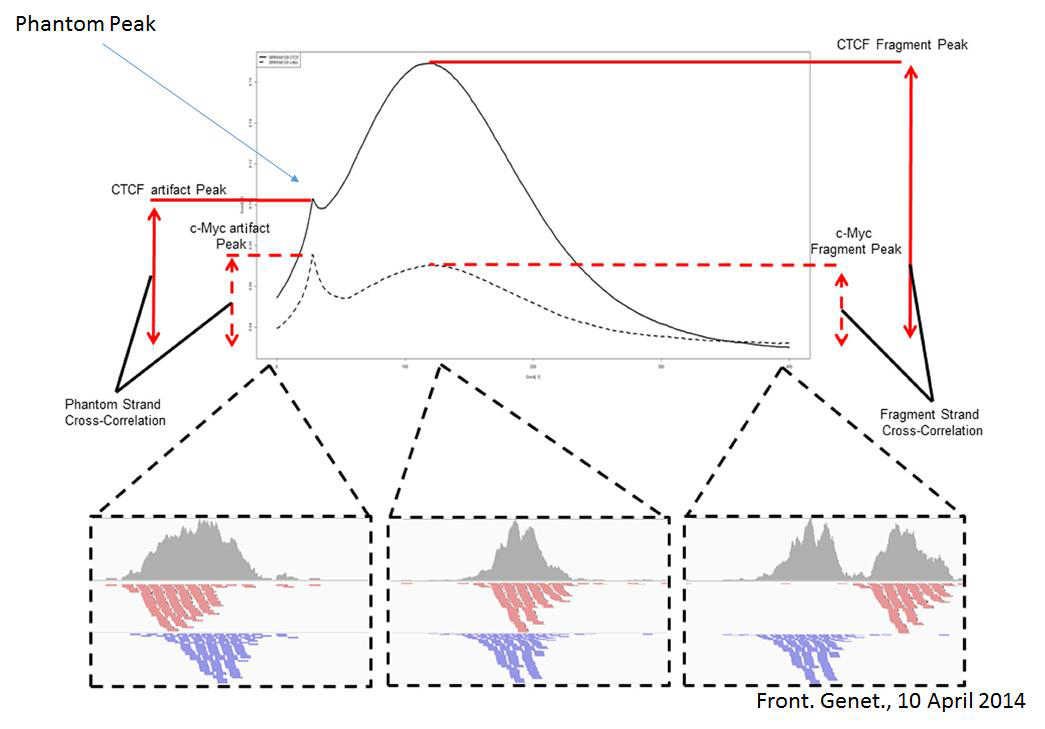 ChIP-Seq QC를 위한 Cross correlation의 상세 원리