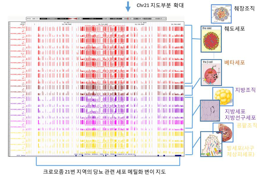 An Example of WGBS Reference Epigenome map from Korea Epigenome Project visualized by UCSC genome browser via IHEC data portal