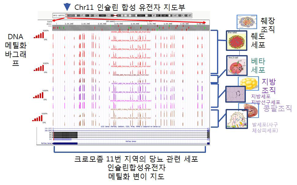 Comparison of WGBS epigenome map between Normal Islet and T2D(Type II Diabetes). methylated region from Chr11 is represented