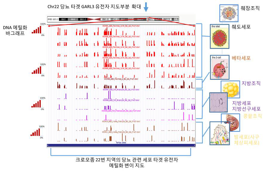 Comparison of WGBS epigenome map between Normal Islet and T2D(Type II Diabetes). Top differential methylated region from Chr22 is represented.