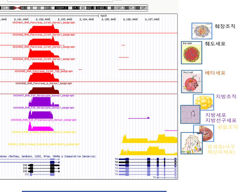 mRNA-Seq 데이터의 UCSC genome browser를 이용한 시각화