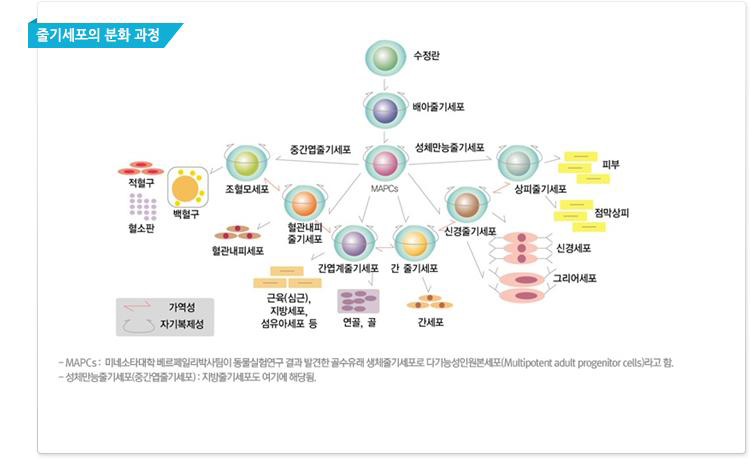 줄기세포의 분화과정[출처 : 줄기세포은행 홈페이지에서 전재됨]. 간엽계 줄기세포로부터 근육, 지방, 섬유아세포로 분화되고 또한 연골 및 골 세포로도 분화됨.