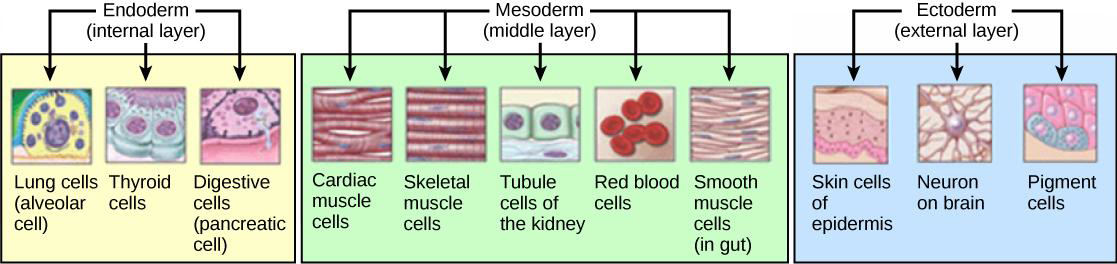 내배엽, 외배엽, 중배엽 세포의 분화 모식도