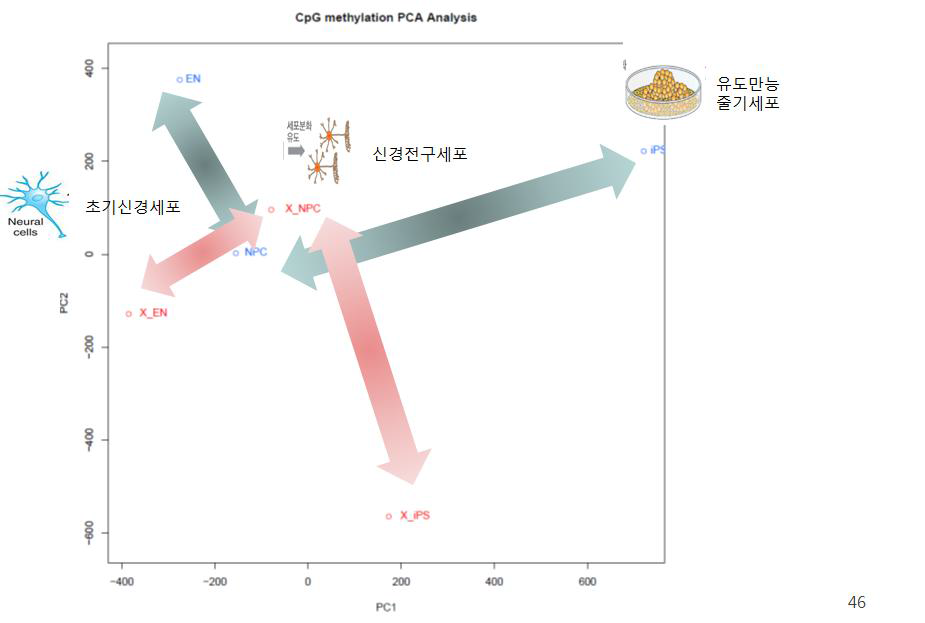 유도만능 줄기세포(IPS)로부터 분화된 신경전구세포(NPC, Neural Progenitor Cell)와 초기신경세포(EN, Early Neuron)의 methylome 변이와 세포분화 관계도.