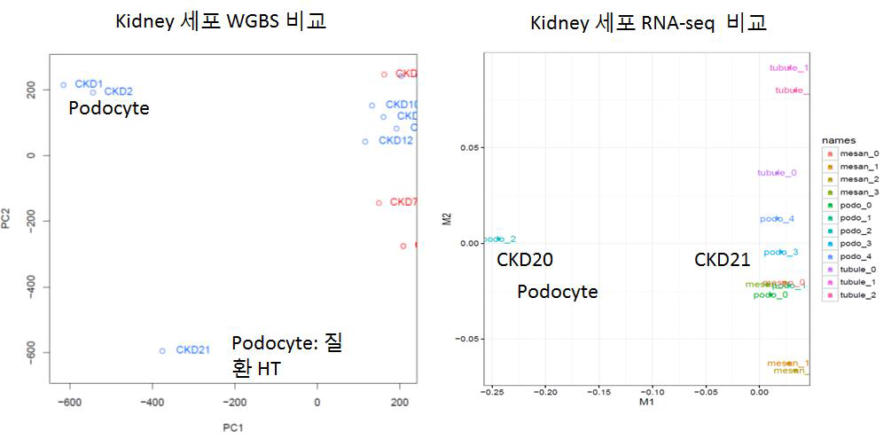 당뇨 관련 신장 세포 12종의 WGBS PCA Plot과 mRNA-Seq PCA plot의 비교