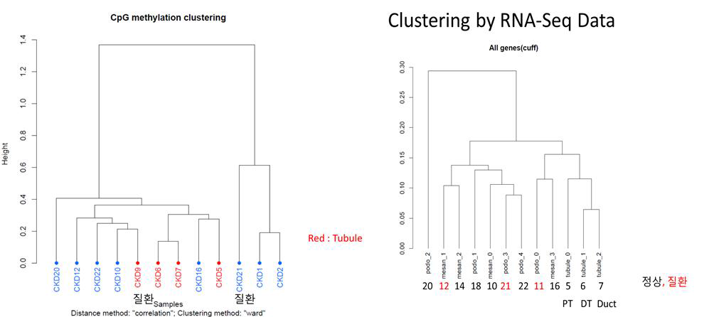 당뇨 관련 신장 세포 12종의 WGBS 군집분석과 mRNA-Seq 군집분석