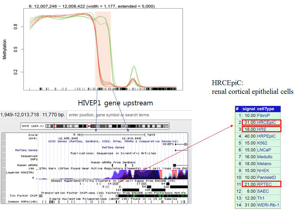 당뇨 관련 신장 세포 12종으로부터 발굴한 DMR 마커, HIVEP1 gene upstream 부위, Activation Mark 인 H3K27Ac 시그날이 enrich되어 있음을 확인, DNAseI Hypersensitivity Cluster에서는 신장관련 세포 시그날이 3건 검출되는 것으로 보아 신장 세포의 기능유지에 중요한 부위임을 추측할 수 있음