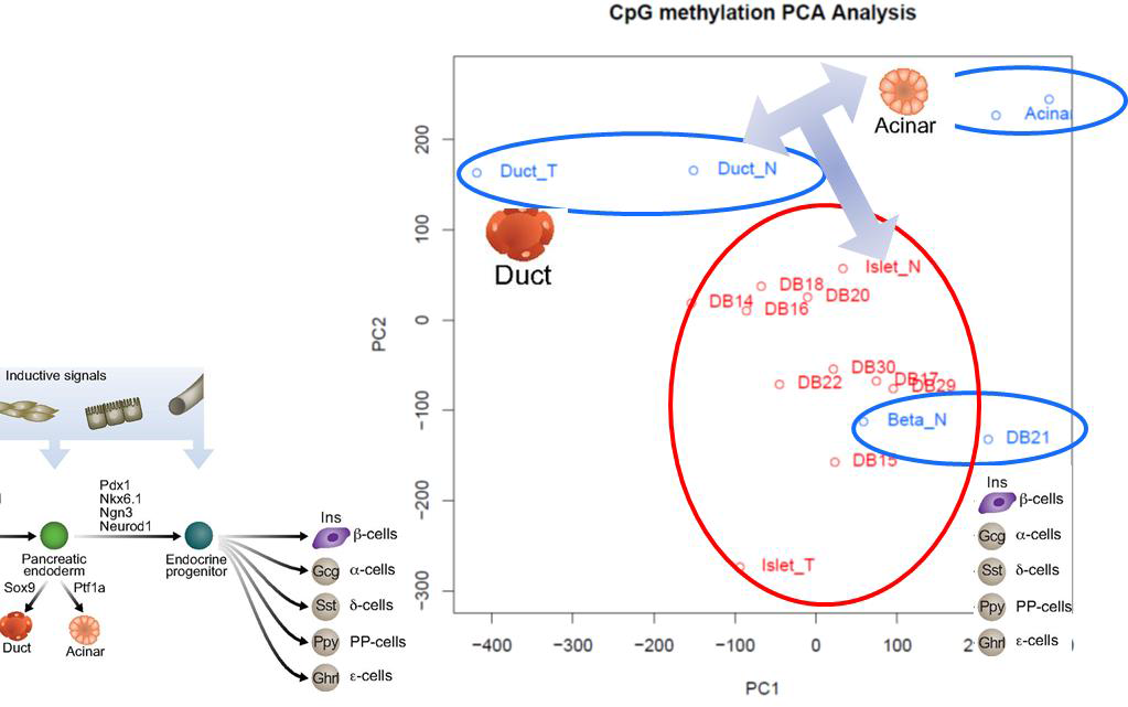 당뇨 관련 세포 16종을 이용한 세포분화와 메틸롬 변이와의 상관관계 PCA Plot