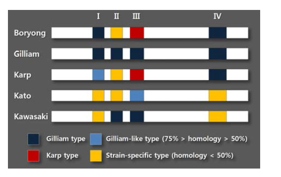 O.tsutsugamushi 주요 혈청형에 대한 단백질 구조 비교 분석
