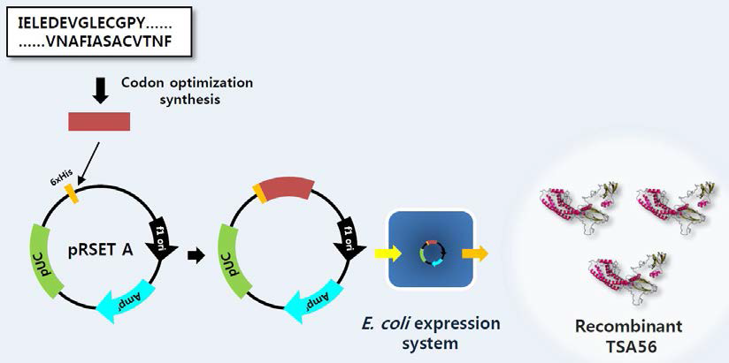 Recombinant TSA56 production using E.coli expression system