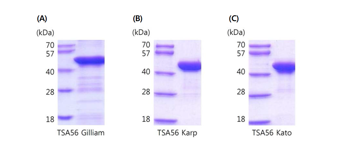 SDS-PAGE for recombinant TSA56 proteins. (A) TSA56 Gilliam, (B) TSA56 Karp, (C) TSA56 Kato