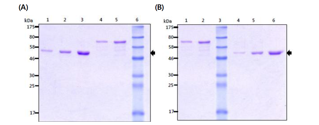 SDS-PAGE analysis of the 47-kDa and 56-kDa protein (denatured form). (A) 47-kDa protein (denatured form).