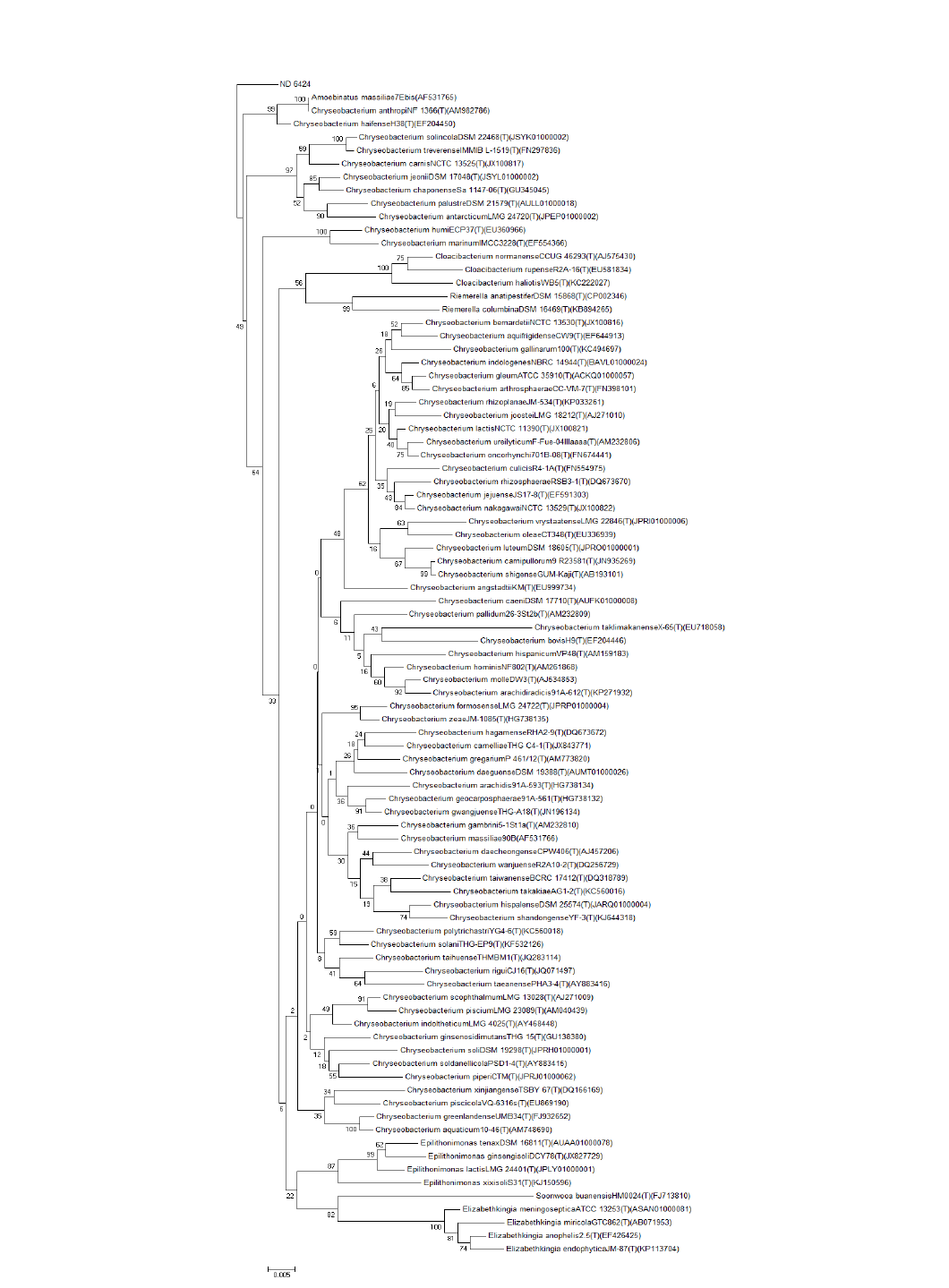 ND 6424 16s rRNA 염기서열 분석결과에 따른 계통도