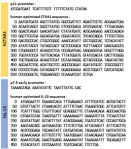 면역보조물질 유전자(hCTXA1, hIL-15)와 프로모터(p11, p7.5) 시퀀스