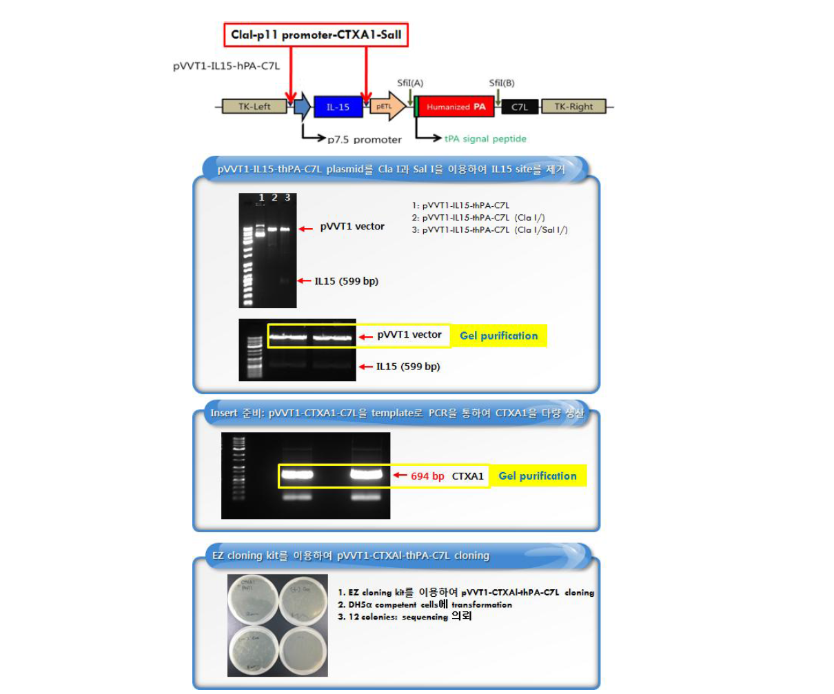 KVAC-hCTXA1-thPA-C7L제작을 위한 모식도 및 제작과정