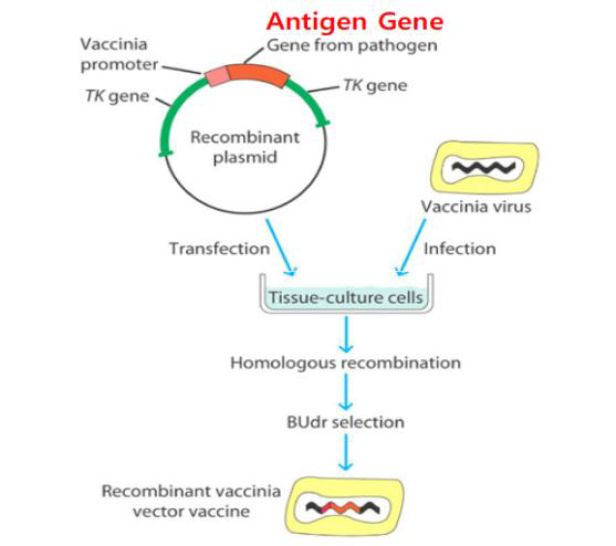 재조합 백시니아 바이러스 제작 모식도