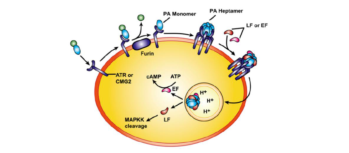 탄저의 치사독소(Lethal toxin, LT)와 부종독소(Edema toxin, ET)의 작용