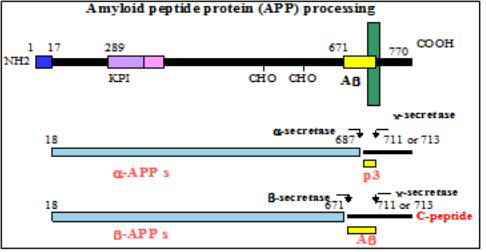 APP processing 및 베타 아밀로이드 생성기작