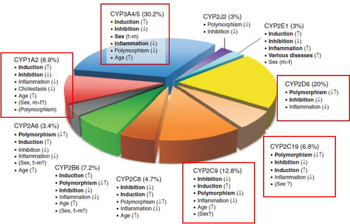 drug metabolism에 주요하게 작용하는 CYP의 5종 subtype 선별
