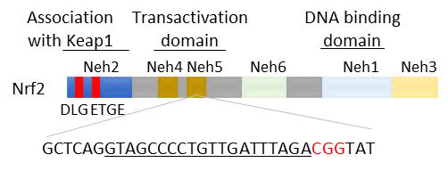 gRNA target sequence