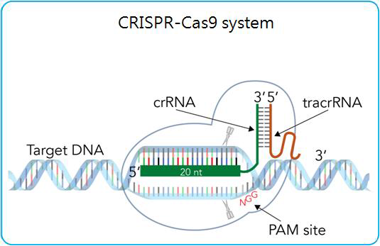 CRISPR-Cas9 system 모식도