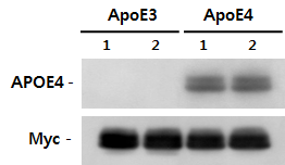 ApoE3 또는 ApoE4 과발현 세포주 제작