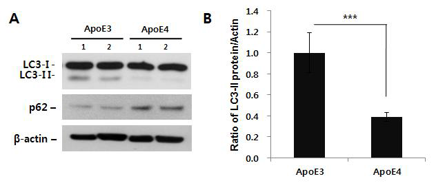 ApoE3/E4 과발현 세포주에서 LC3 단백질 발현양 조사