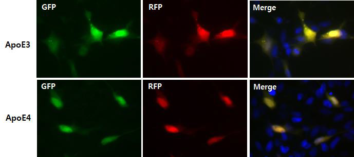 LC3-RFP-GFP transfected ApoE3/E4 과발현 세포주의 형광현미경 관찰
