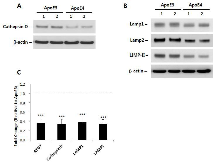 ApoE3/E4 과발현 세포주에서 리소좀 단백질들의 발현 변화