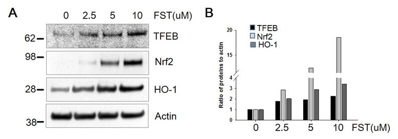 Fisetin에 의한 TFEB 및 Nrf2 발현 증가